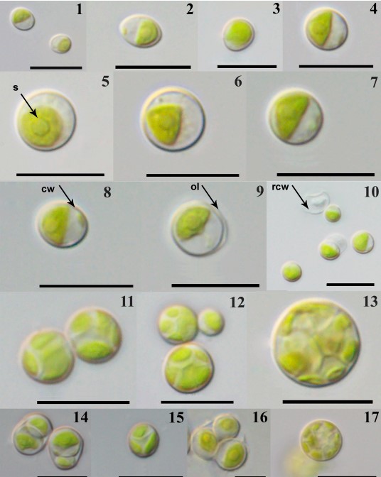 Công bố loài tảo lục mới (Jaagichlorella terrestris sp. Nov.) phân lập từ đất tại Vườn quốc gia Cát Tiên