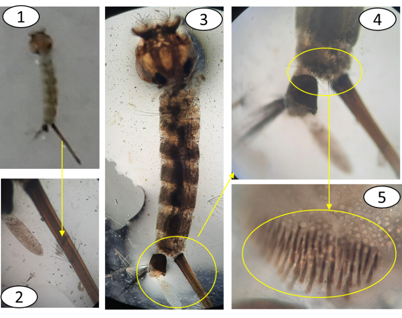 Kết quả khảo sát thành phần loài muỗi tại Trạm Nghiên cứu, Ứng dụng và Thử nghiệm Cần Giờ và Vườn Quốc gia Bù Gia Mập
