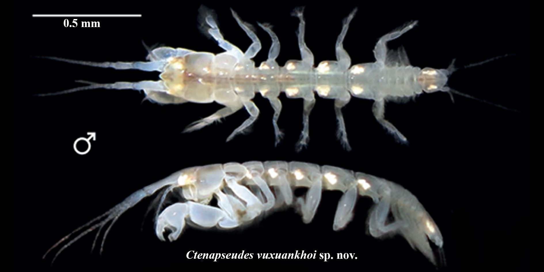 Phát hiện hai loài giáp xác mới tại Khu Dự trữ sinh quyển rừng ngập mặn Cần Giờ