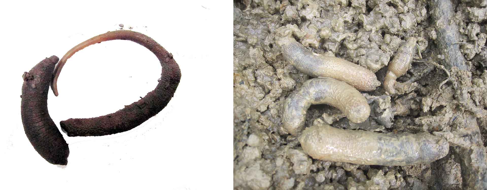 Sâm đất: Loài hải sản quý cần bảo tồn