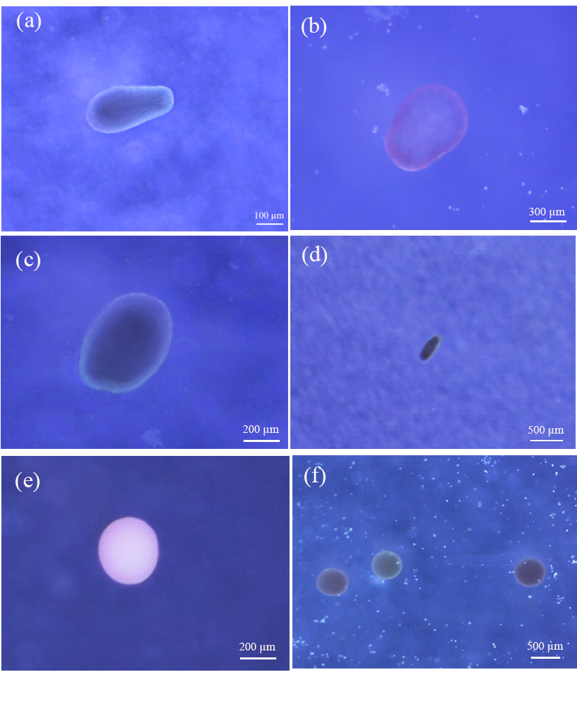"Ươm mầm sự sống" cho biển cả: Kết quả bước đầu nghiên cứu sinh sản nhân tạo san hô tại Việt Nam