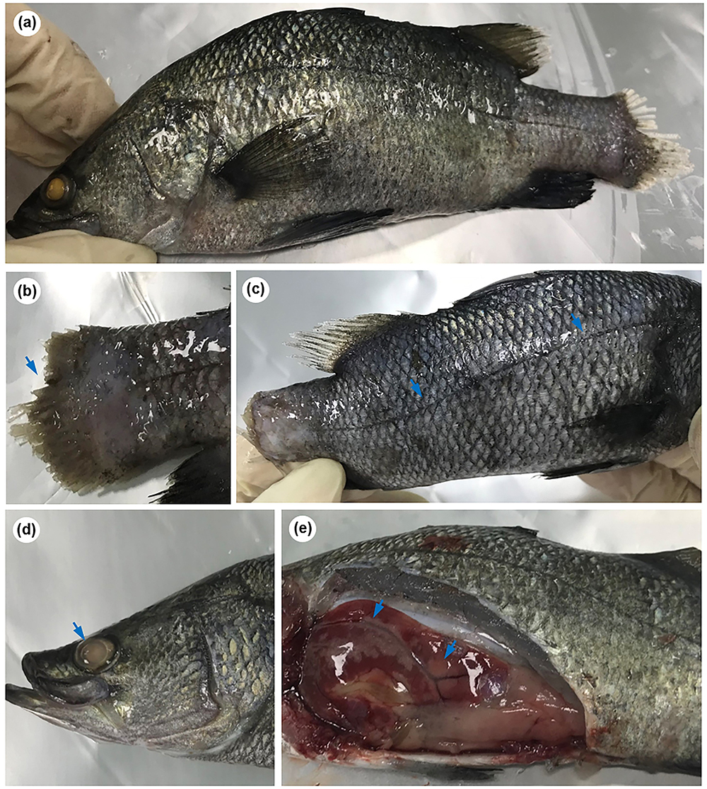 Mô tả đầu tiên về đặc điểm mô bệnh học do Lates calcarifer herpes virus (LCHV) gây ra trên cá Chẽm (Lates calcarifer)