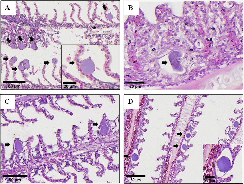 Bệnh viêm biểu mô Epitheliocystis trên cá lau kính (Pterygoplichthys spp.), cá rô đồng (Anabas testudineus) và cá rô phi (Oreochromis niloticus) ở Việt Nam