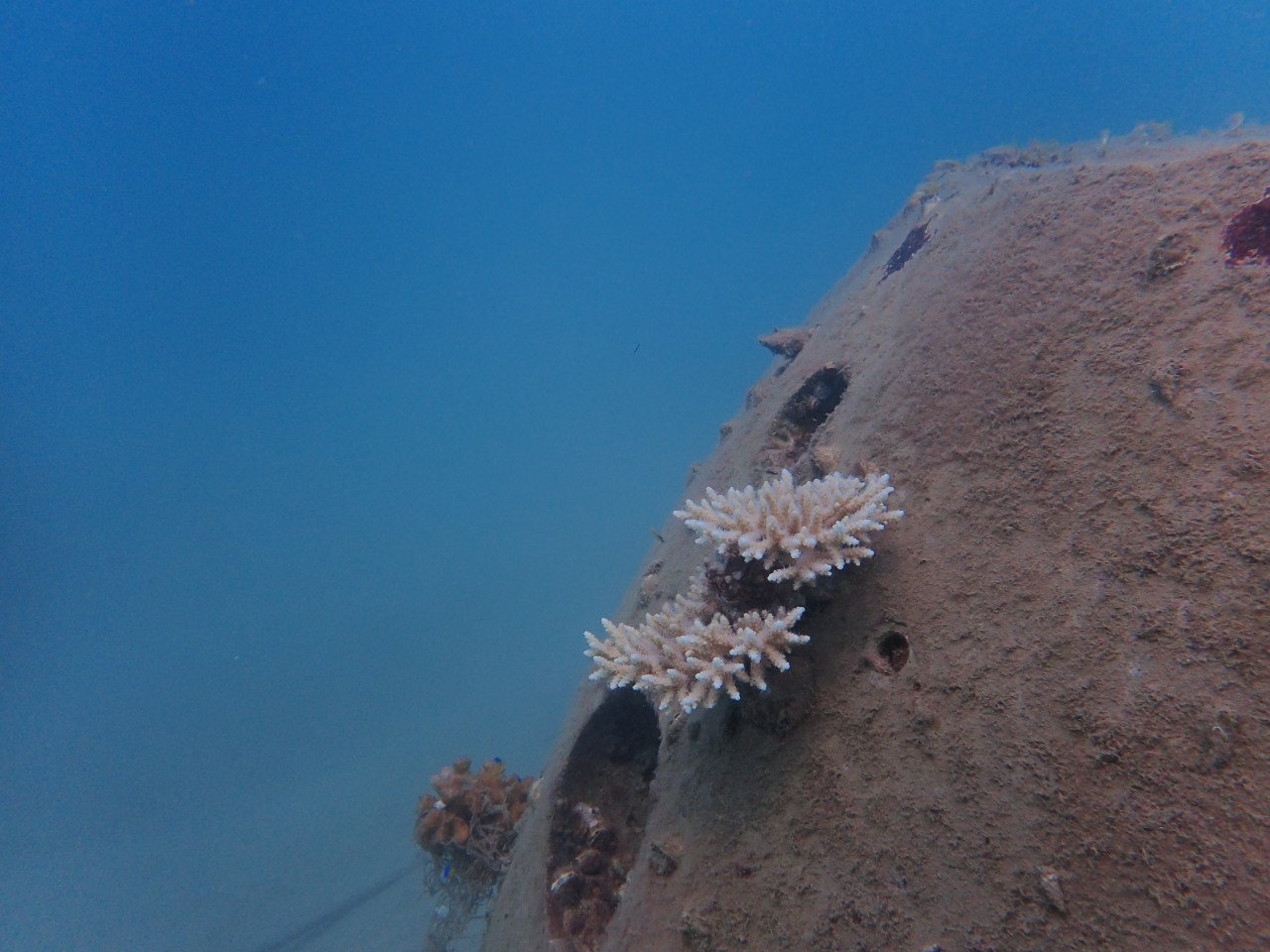 Nghiệm thu đề tài về tạo lập vườn san hô nhân tạo tại khu vực Đầm Báy, Nha Trang