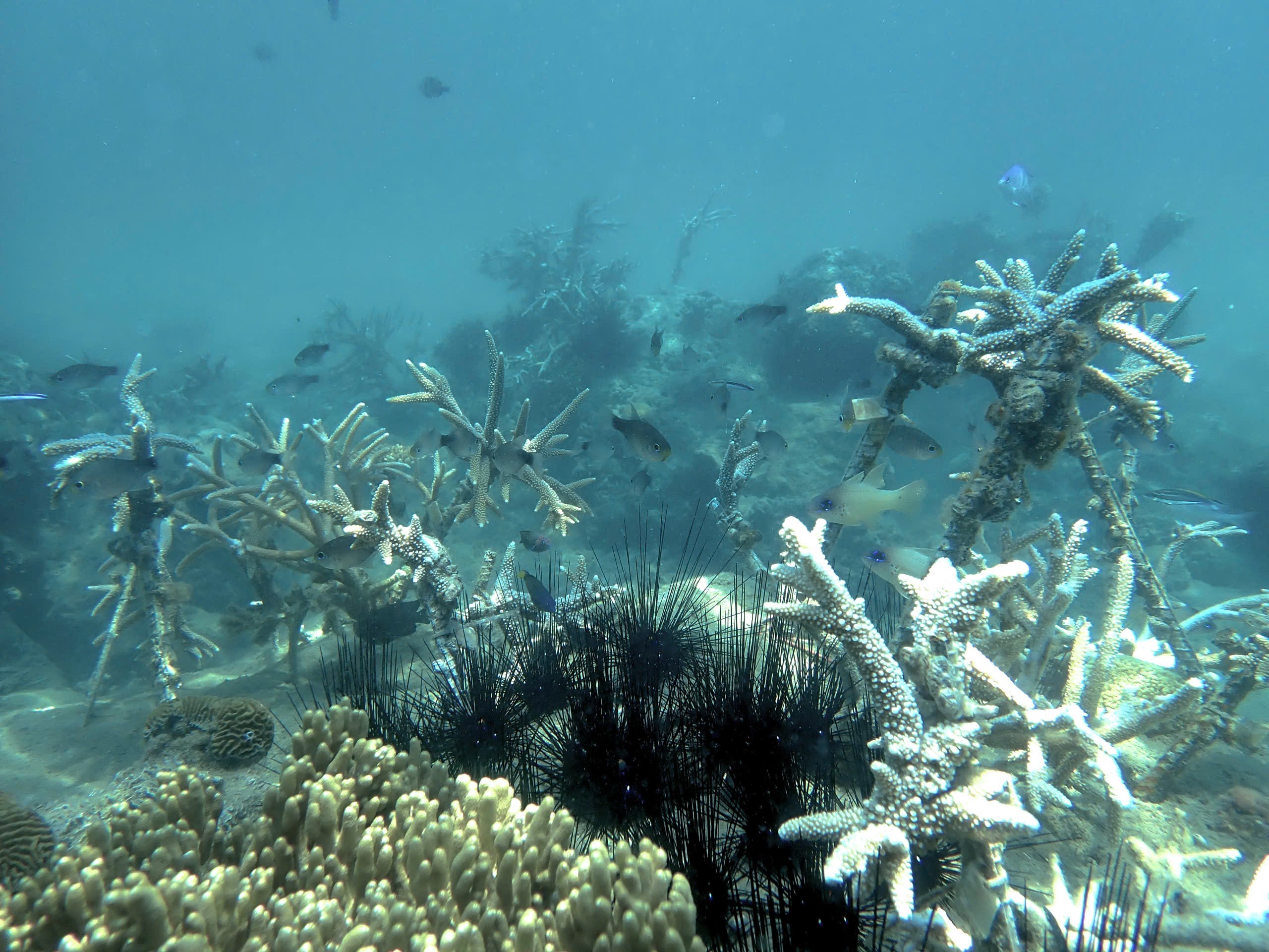 Nghiệm thu nhiệm vụ bảo tồn quỹ gen cấp Bộ Quốc phòng: lưu giữ, bảo tồn nguồn gen một số loài san hô thuộc giống Acropora tại vùng biển Đầm Báy, vịnh Nha Trang