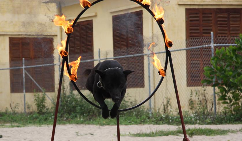 Chó H’mông cộc đuôi - Tiềm năng cho ngành chó nghiệp vụ Việt Nam