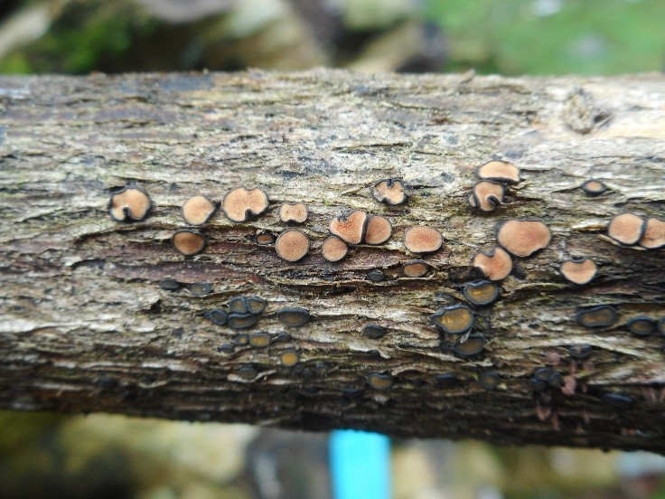 Đa dạng khu hệ nấm Vườn quốc gia Tà Đùng, tỉnh Đăk Nông