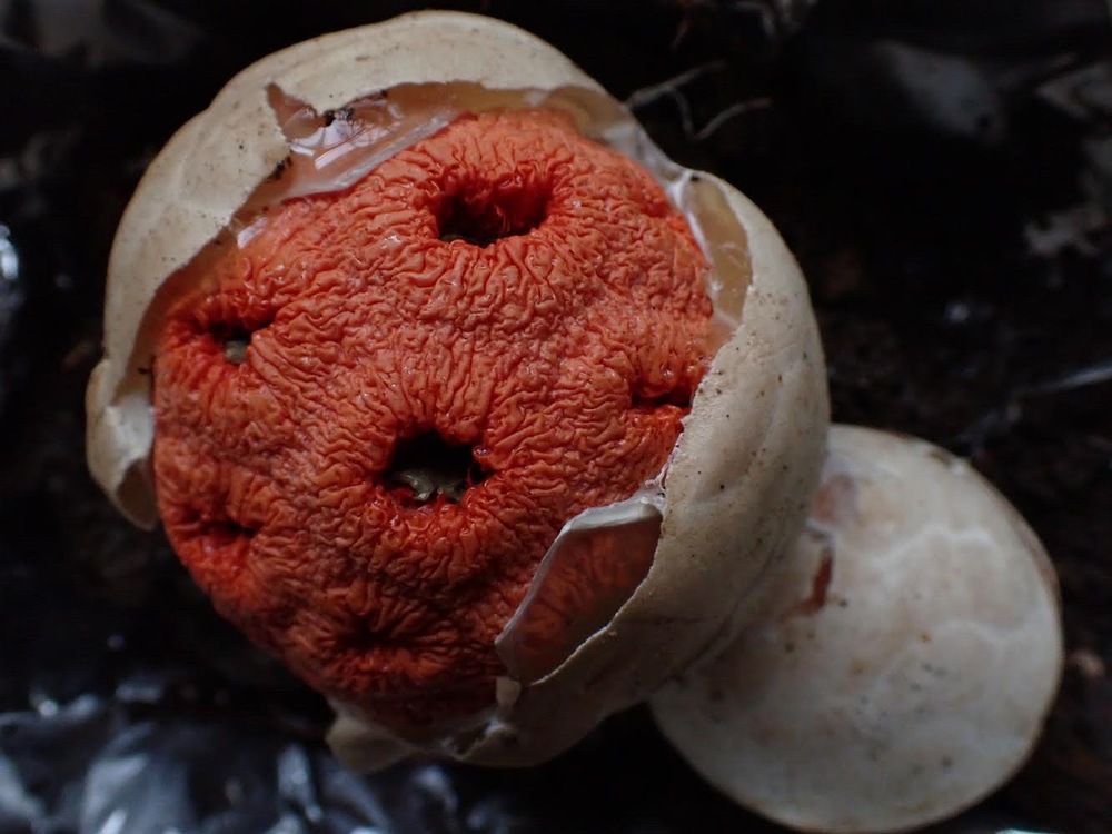 Clathrus ruber - loài nấm có hình thái đặc biệt được ghi nhận tại Vườn quốc gia Tà Đùng, tỉnh Đắk Nông