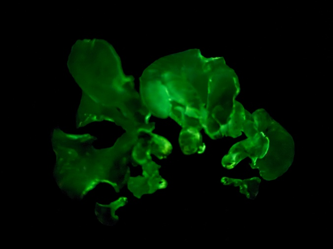  Phát hiện 2 loài nấm phát quang tại Vườn quốc gia Bái Tử Long, tỉnh Quảng Ninh