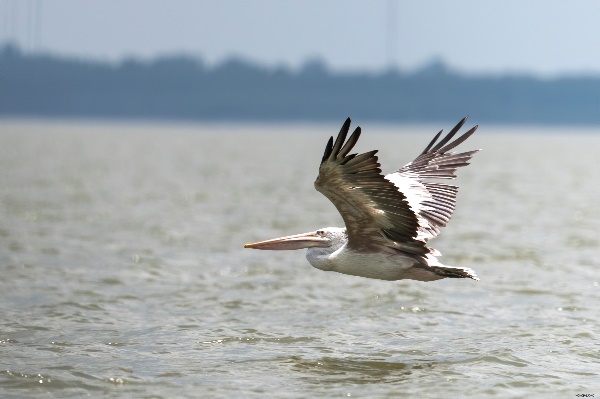 Đa dạng khu hệ chim tại các khu Ramsar của Việt Nam
