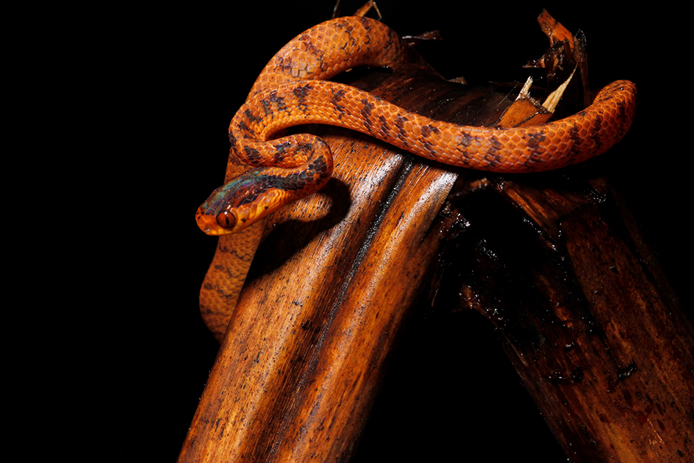 Phát hiện loài Rắn hổ mây mới tại Khu bảo tồn thiên nhiên Xuân Liên-  tỉnh Thanh Hoá