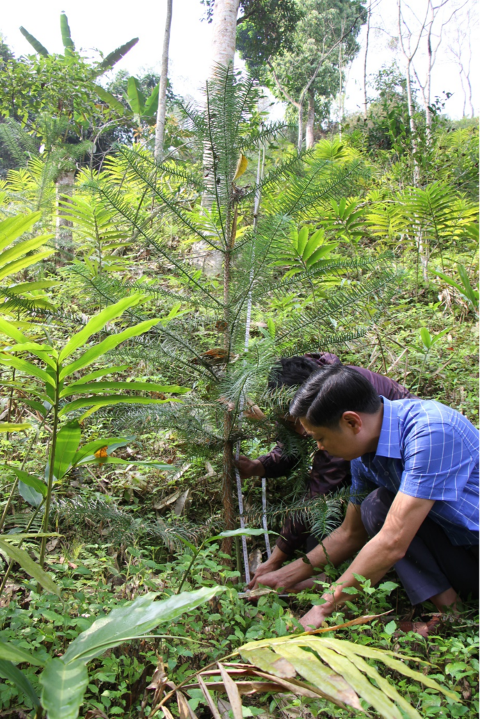 Ghi nhận bước đầu hiệu quả trồng bảo tồn loài Sa mu dầu tại Rừng phòng hộ huyện Hoàng Su Phì, tỉnh Hà Giang