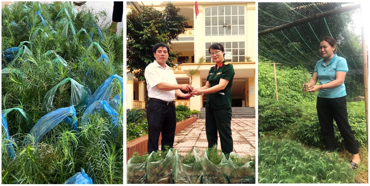 Chuyển giao cây giống Sa mu dầu cho các khu bảo tồn thiên nhiên, rừng phòng hộ và đặc dụng một số tỉnh phía Bắc