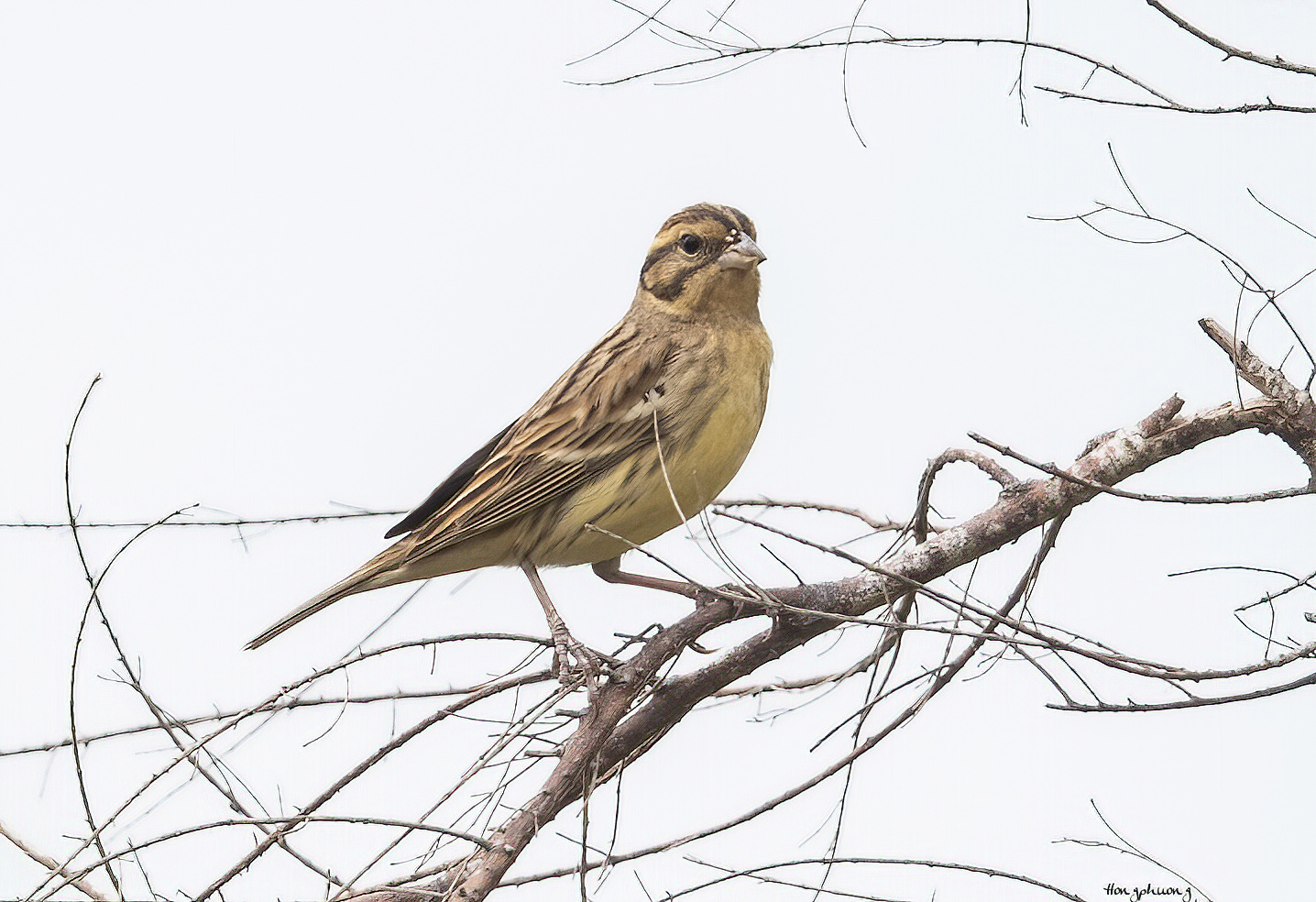Ghi nhận loài Sẻ đồng ngực vàng - loài chim đang ở nhóm cực kỳ nguy cấp tại Vườn Quốc gia Bái Tử Long