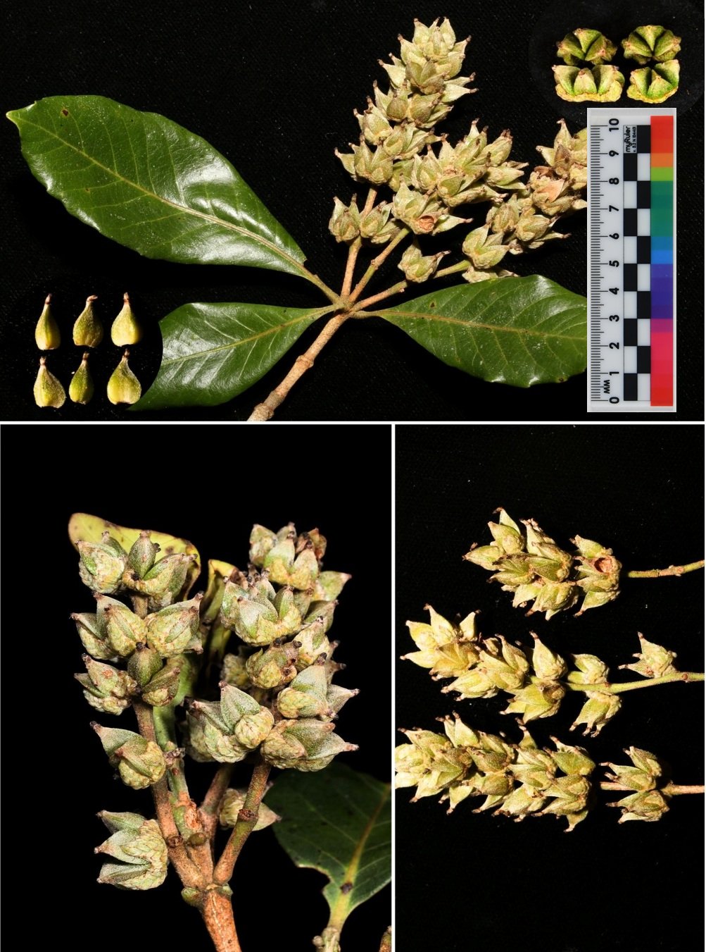 Ghi nhận quần thể Sồi ba cạnh (Trigonobalanus verticillata Forman) tại Khu bảo tồn thiên nhiên Kon Chư Răng, tỉnh Gia Lai