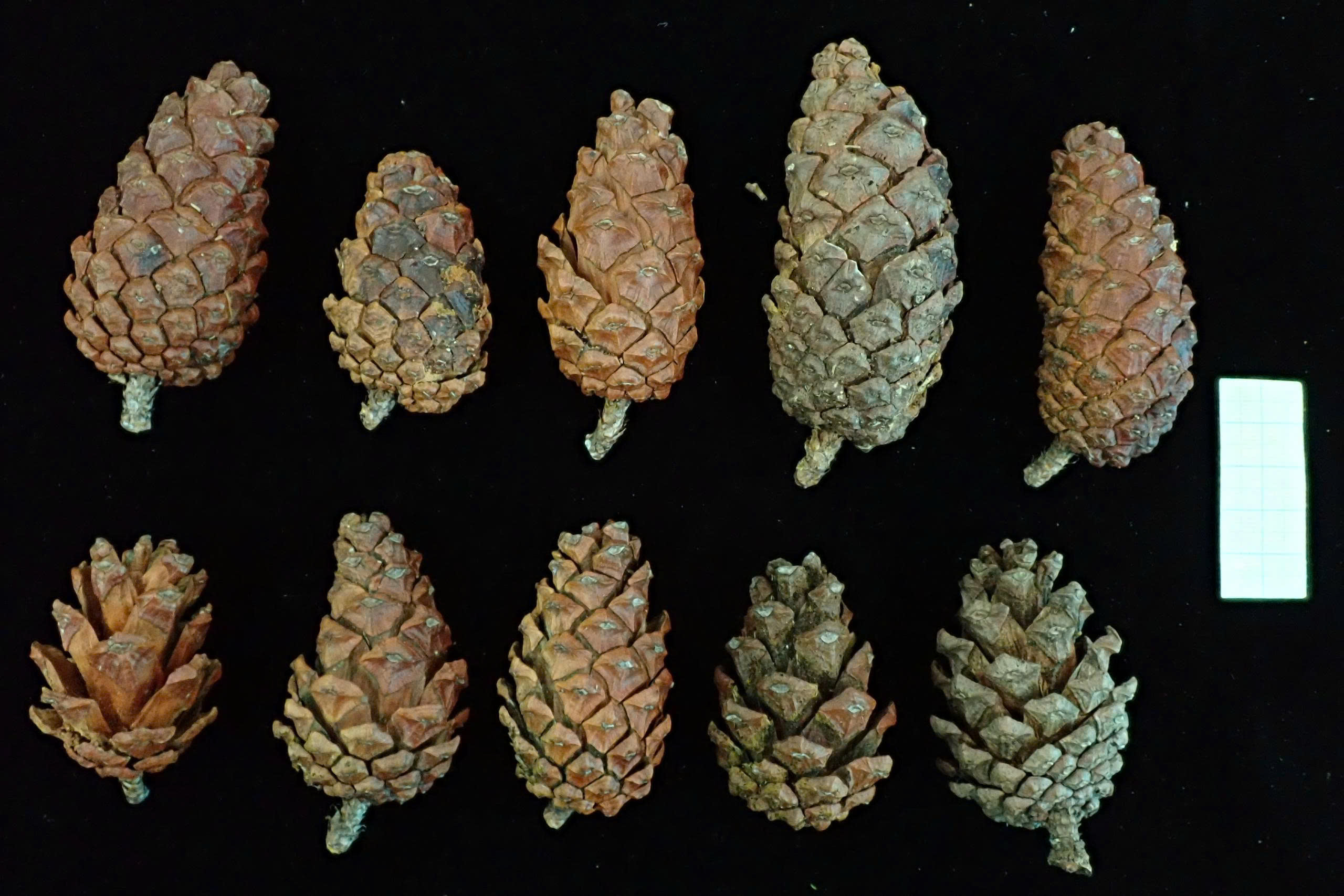 Ghi nhận quần thể Thông hai lá (Pinus latteri Mason) quý hiếm mới tại Khu bảo tồn thiên nhiên Kon Chư Răng, tỉnh Gia Lai