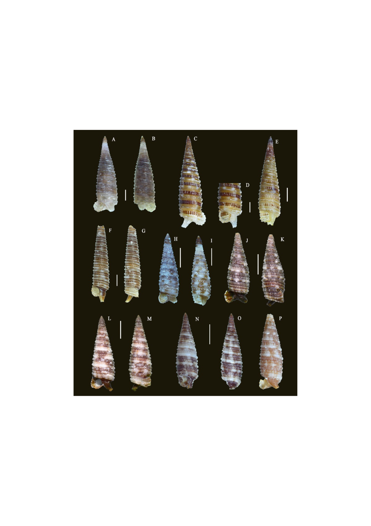  Phát hiện hai loài ốc biển mới thuộc giống Viriola ở Việt Nam