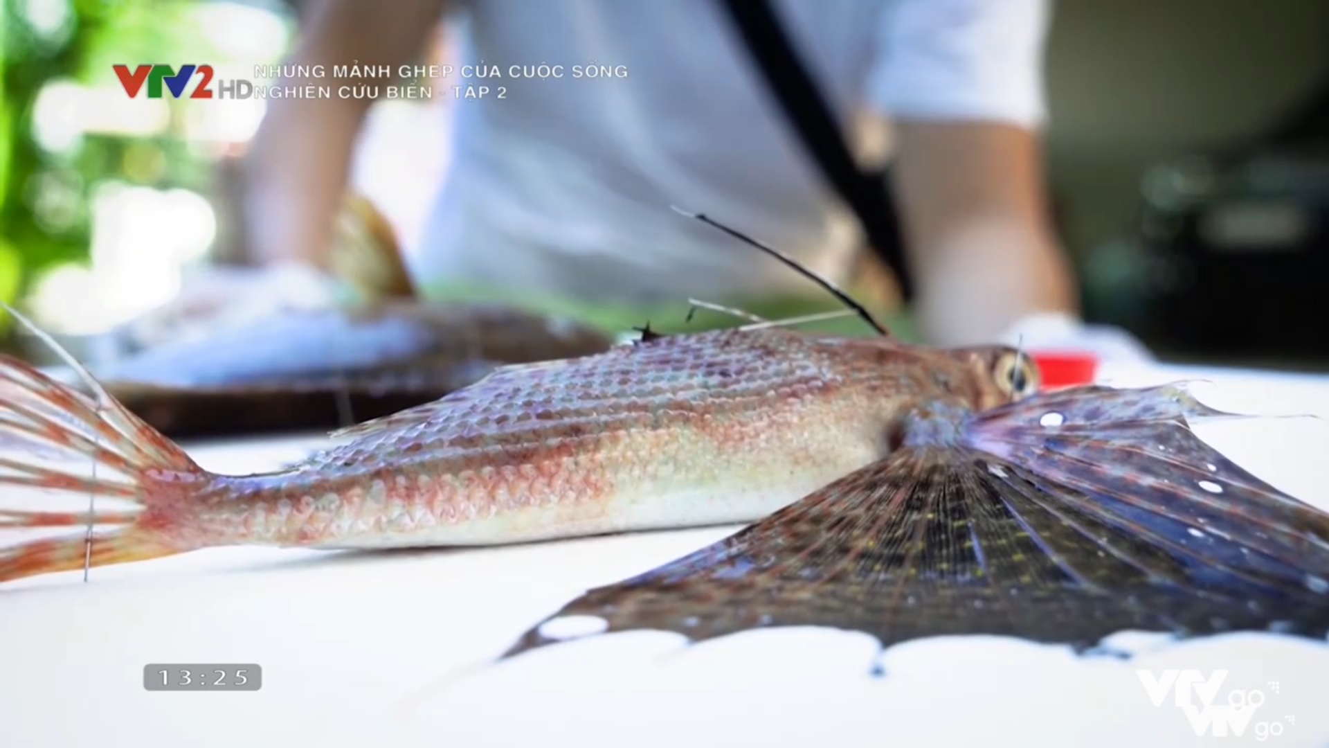 Những mảnh ghép của cuộc sống - Nghiên cứu biển - Tập 2 - Bãi đẻ