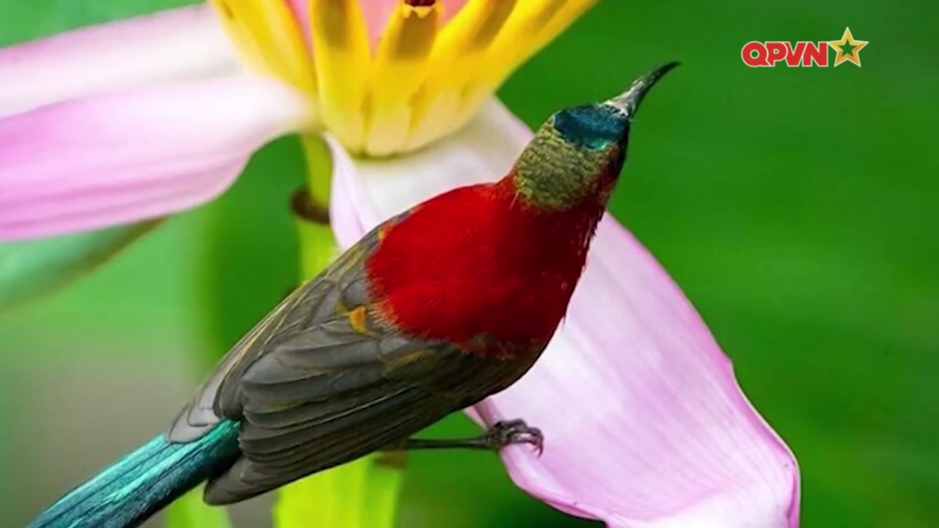 Trung tâm Nhiệt đới Việt - Nga với nỗ lực giữ gìn đa dạng sinh học