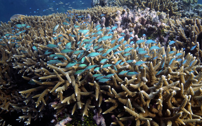 Liên hiệp quốc thông qua văn bản về thỏa thuận lịch sử bảo vệ đại dương