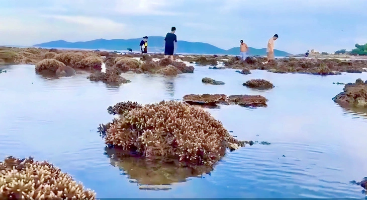 Cắm phao phân vùng để bảo vệ san hô Hòn Chồng