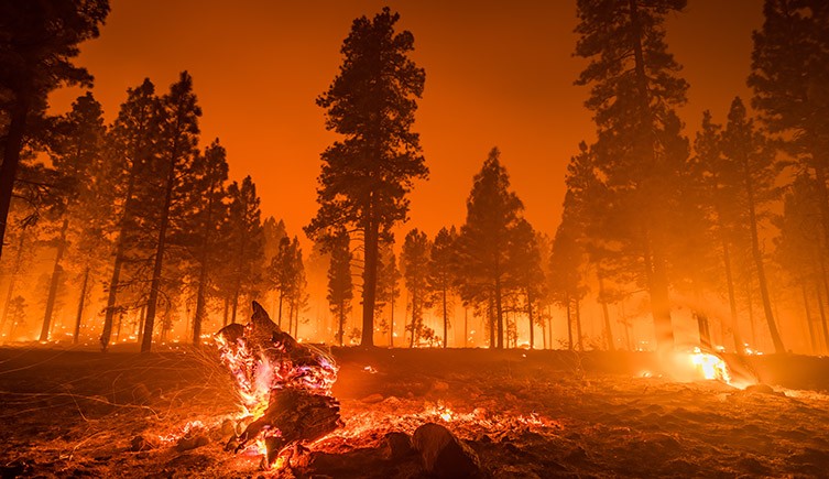 Phá rừng và đồng cỏ là nguyên nhân lớn nhất làm mất đa dạng sinh học