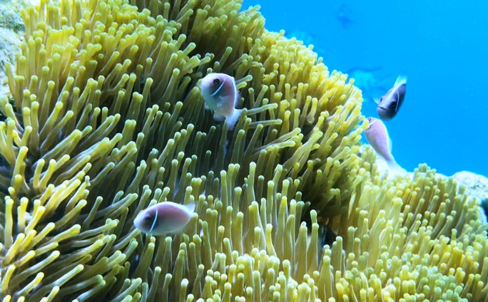 Giữ các khu bảo tồn để phát triển kinh tế biển