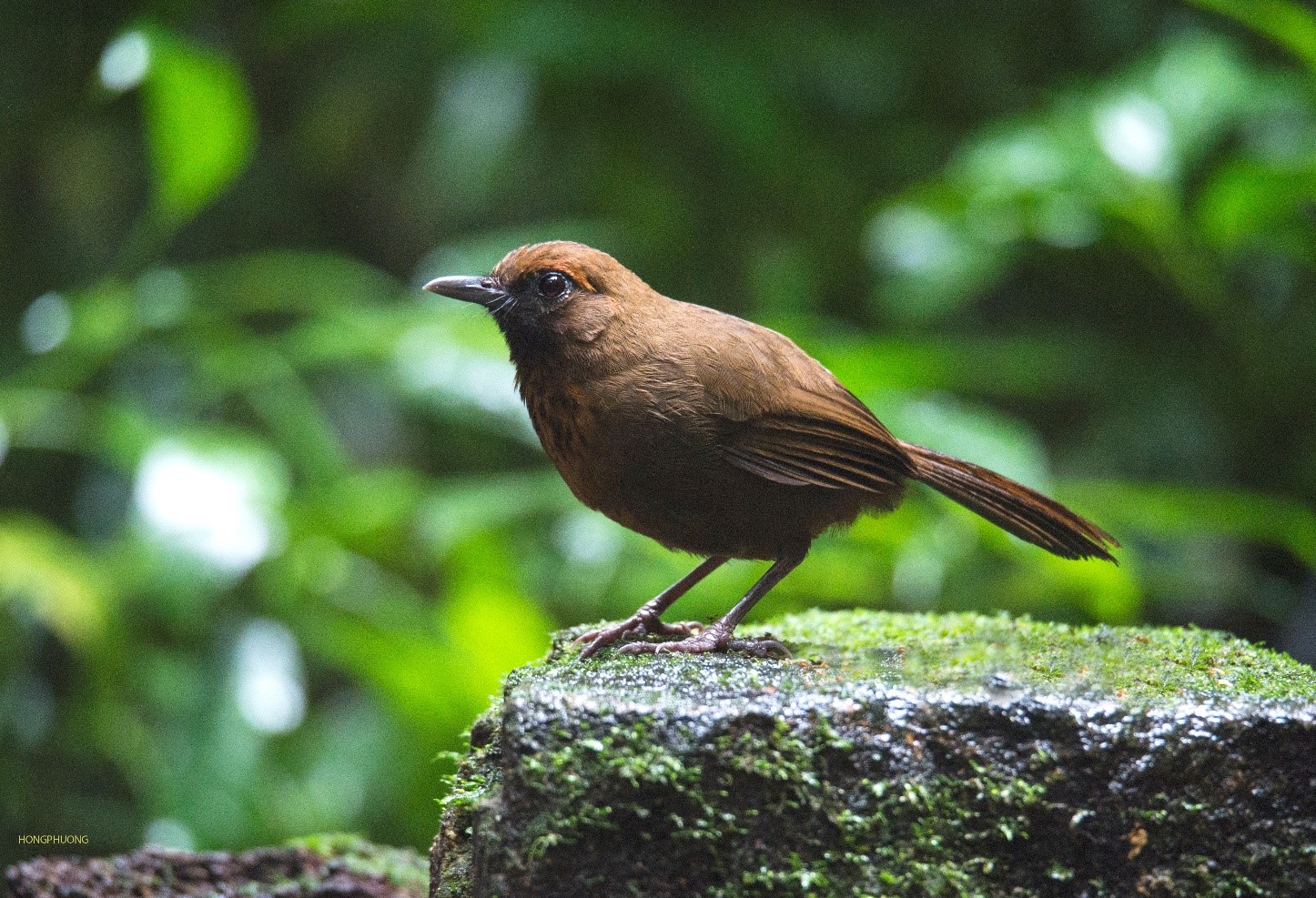 Công ước năm 1992 về Đa dạng sinh học, Nghị định thư Nagoya  và các chính sách, quy định pháp luật về tiếp cận nguồn gen và chia sẻ lợi ích tại Việt Nam