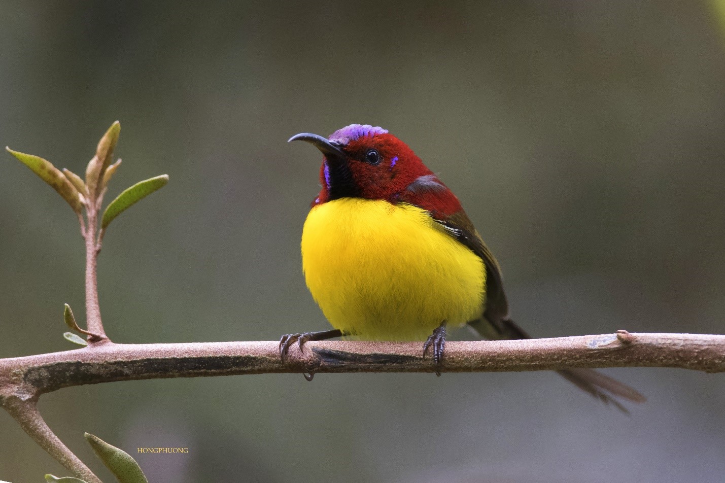 Một số loài chim đặc hữu của việt nam phân bố tại vườn quốc gia Bidoup Núi Bà