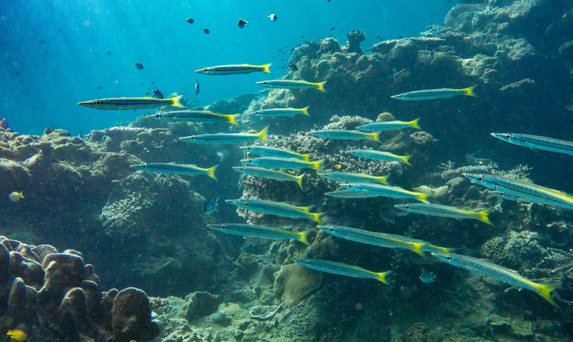 Thế giằng co trong bảo vệ san hô