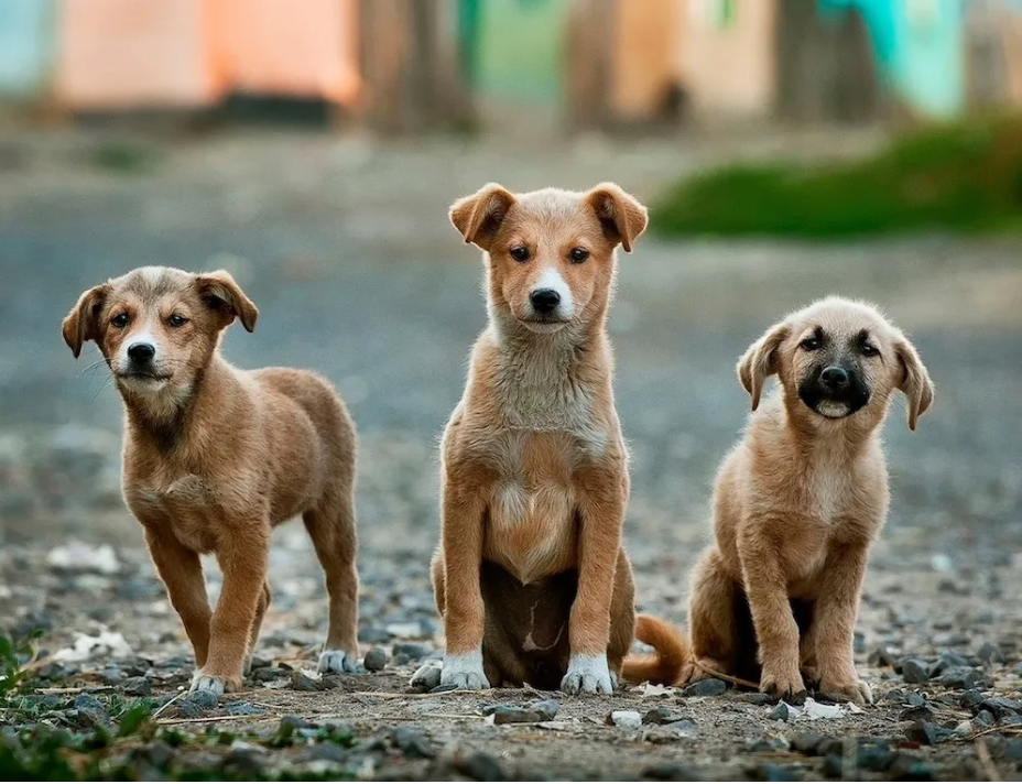 Tìm hiểu về chó bản địa