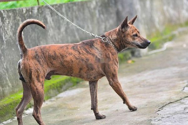 Đánh giá đa dạng di truyền để chọn lọc và phát triển nguồn gen chó Phú Quốc