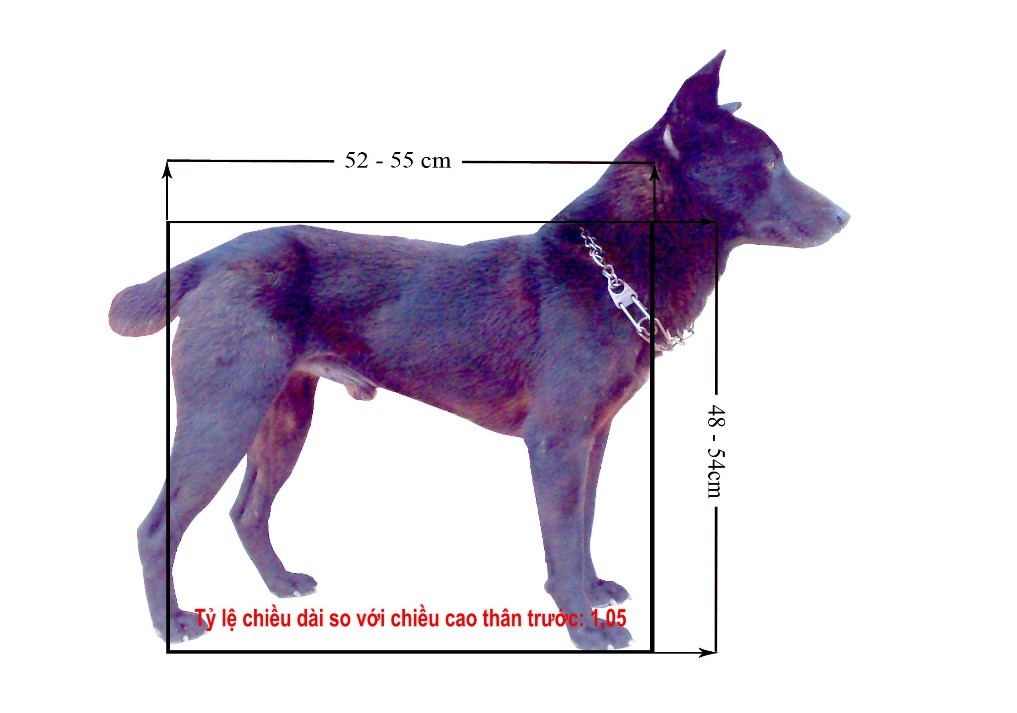 Kết quả bước đầu nghiên cứu đặc điểm sinh học giống chó H’mông cộc đuôi của Trung tâm Nhiệt đới Việt-Nga