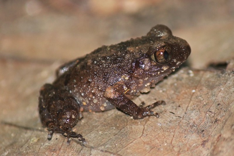 Loài cóc núi đặc hữu của Việt Nam có nguy cơ tuyệt chủng