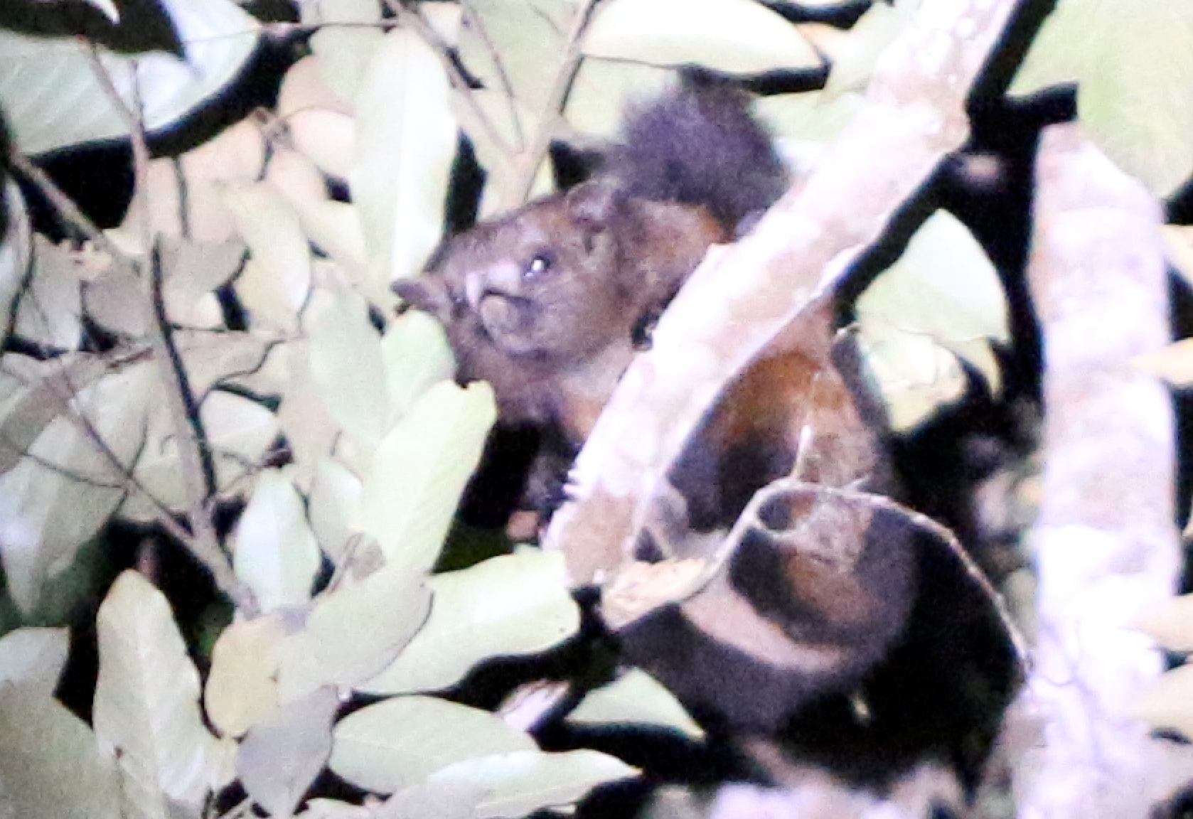 Ghi nhận mới về khu hệ thú nhỏ rừng phòng hộ Sông Hinh, tỉnh Phú Yên