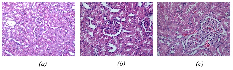 cầm máu khẩn cấp, PV-CNSN