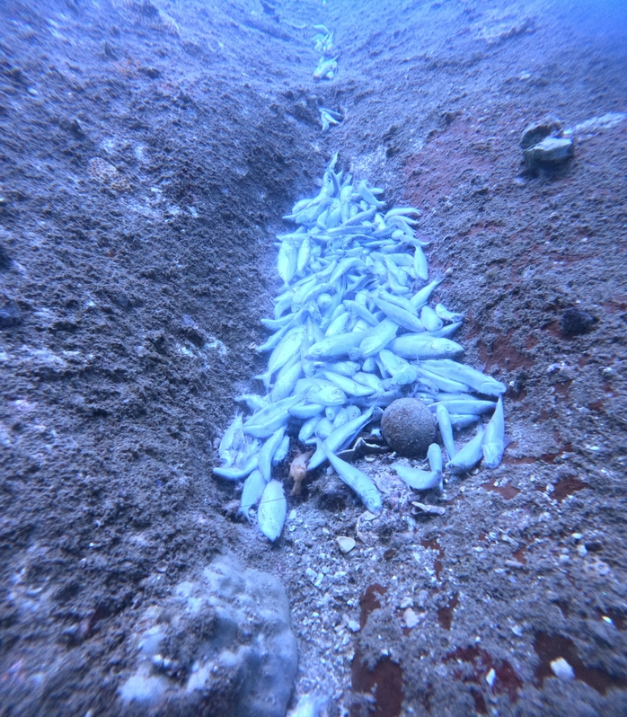 Hình ảnh cá biển tự nhiên chết hàng loạt ở Khánh Hòa