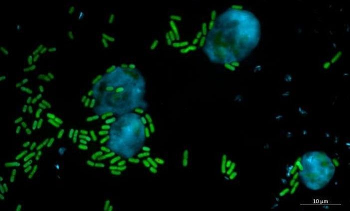 Hoạt chất mới từ vi khuẩn có thể bảo vệ thực vật