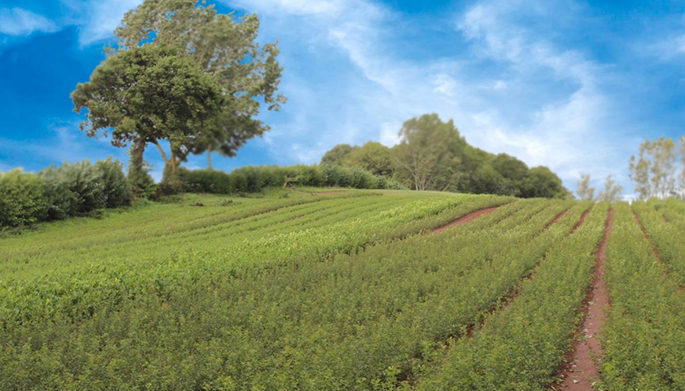 Phương pháp tạo rừng Miyawaki