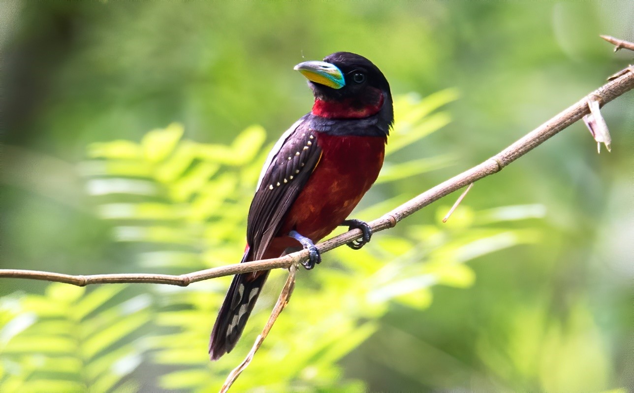 Các loài chim thuộc Họ mỏ rộng (Eurylaimidae)  của Việt Nam