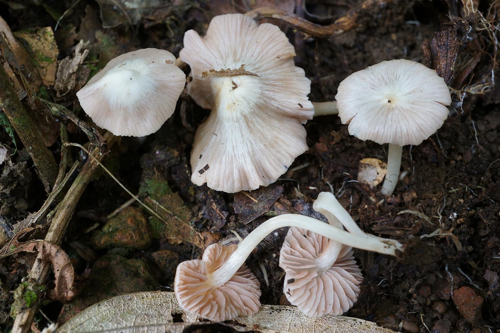 Các đặc điểm sinh học nổi bật của loài nấm mới cho khoa học ghi nhận tại khu bảo tồn thiên nhiên Kon Chư Răng 