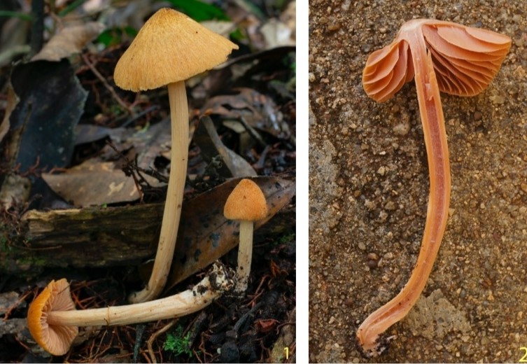 Loài nấm mới cho khoa học được ghi nhận tại Khu bảo tồn thiên nhiên Kon Chư Răng mang tên nhà khoa học Alexandr Kovalenko