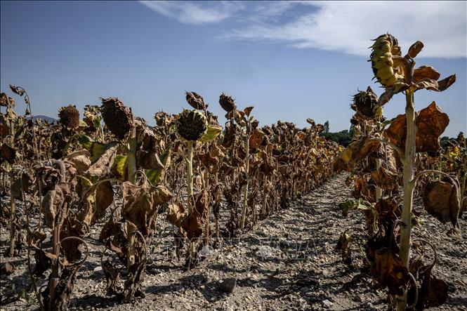 Thiệt hại kinh tế do biến đổi khí hậu: Đi tìm con số cuối cùng