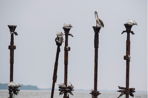 Ghi nhận Loài Chim Qúy Hiếm ở Việt Nam