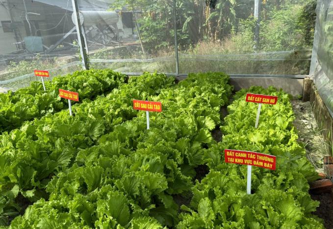 Nghiệm thu đề tài về nghiên cứu cải tạo cát san hô thành đất canh tác  bằng công nghệ sinh học