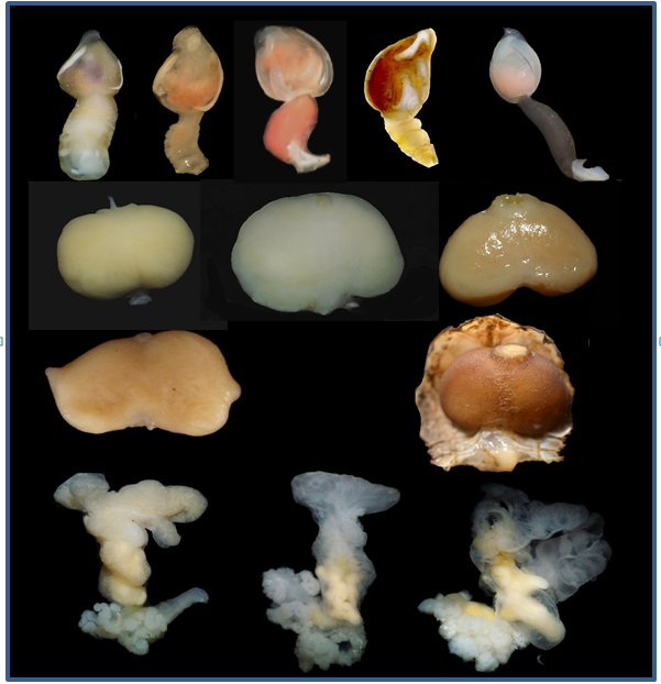 Nghiệm thu đề tài nghiên cứu về loài giáp xác ký sinh trên cua bơi giống Charybdis (De haan, 1833) tại vùng biển Khánh Hòa