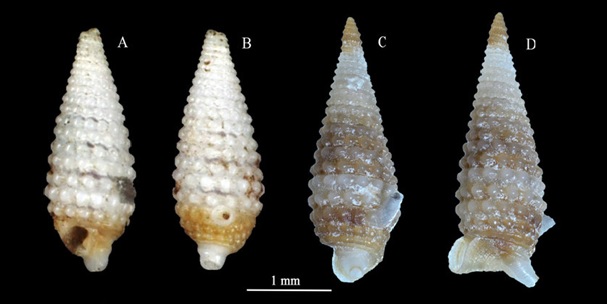 Phát hiện mới về một số loài động vật không xương sống ở khu vực quần đảo Trường Sa và Việt Nam