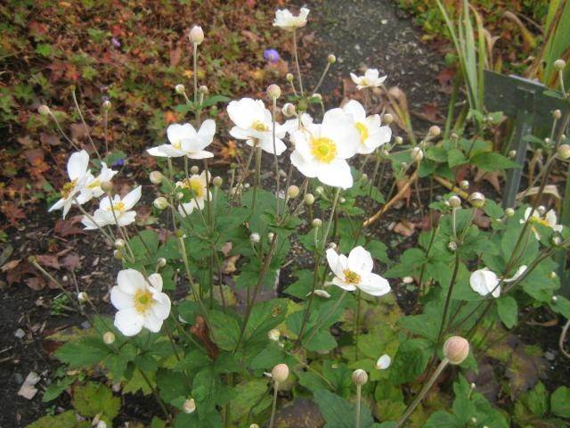 Nghiên cứu tác dụng chống viêm và chống ung thư của một số cây thuốc dân gian Việt Nam