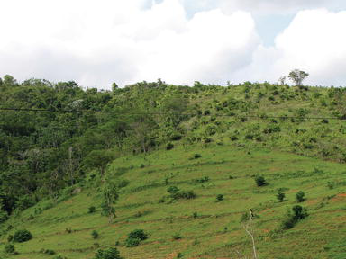 Các kỹ thuật phục hồi rừng