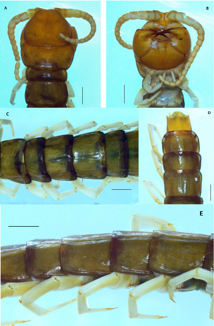 Phát hiện loài rết mới ở Việt Nam